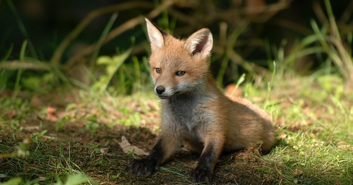 Asesoría en okupas extranjeros: trámites y desokupación