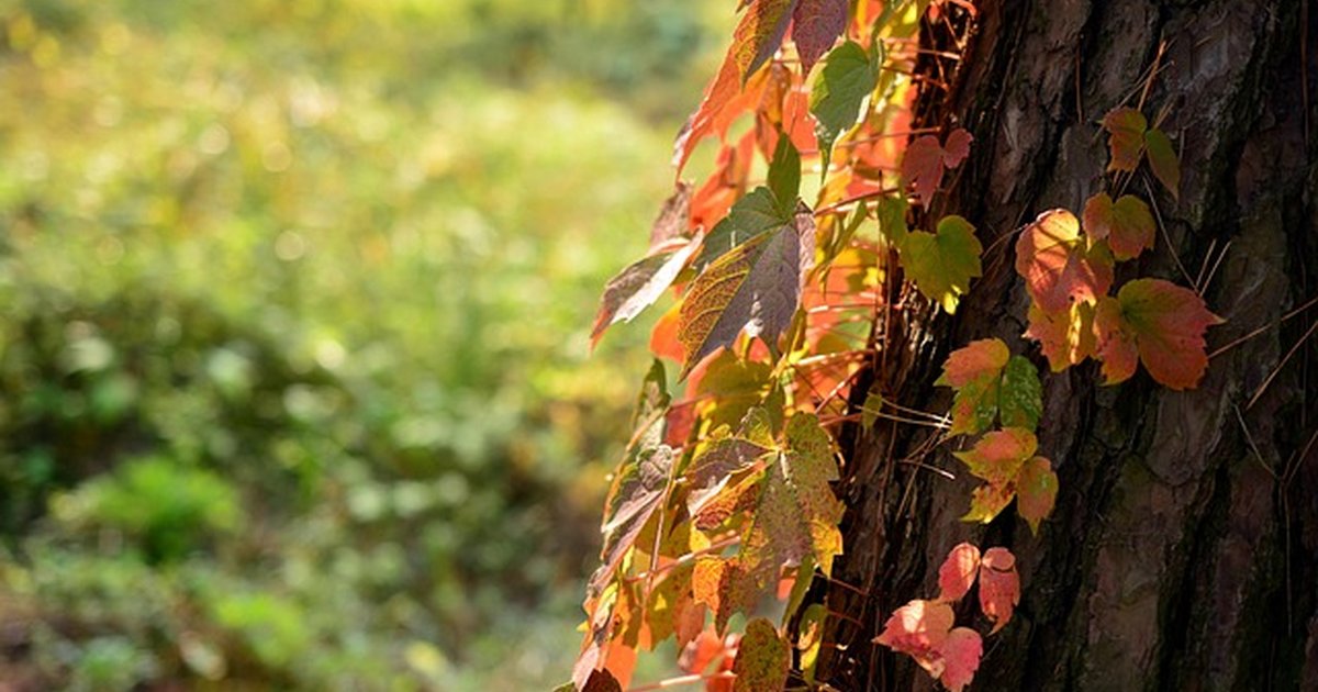 Cuándo denunciar usurpación si eres arrendador: guía clave