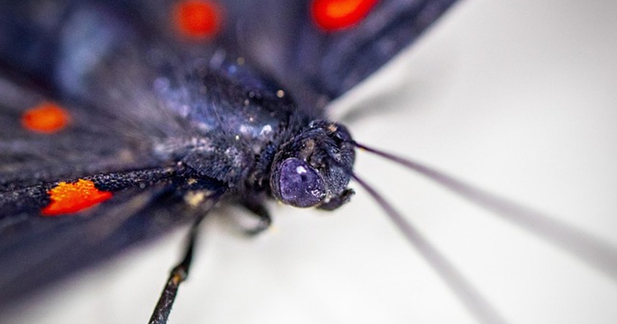 Local comercial: análisis coste-beneficio para propietarios