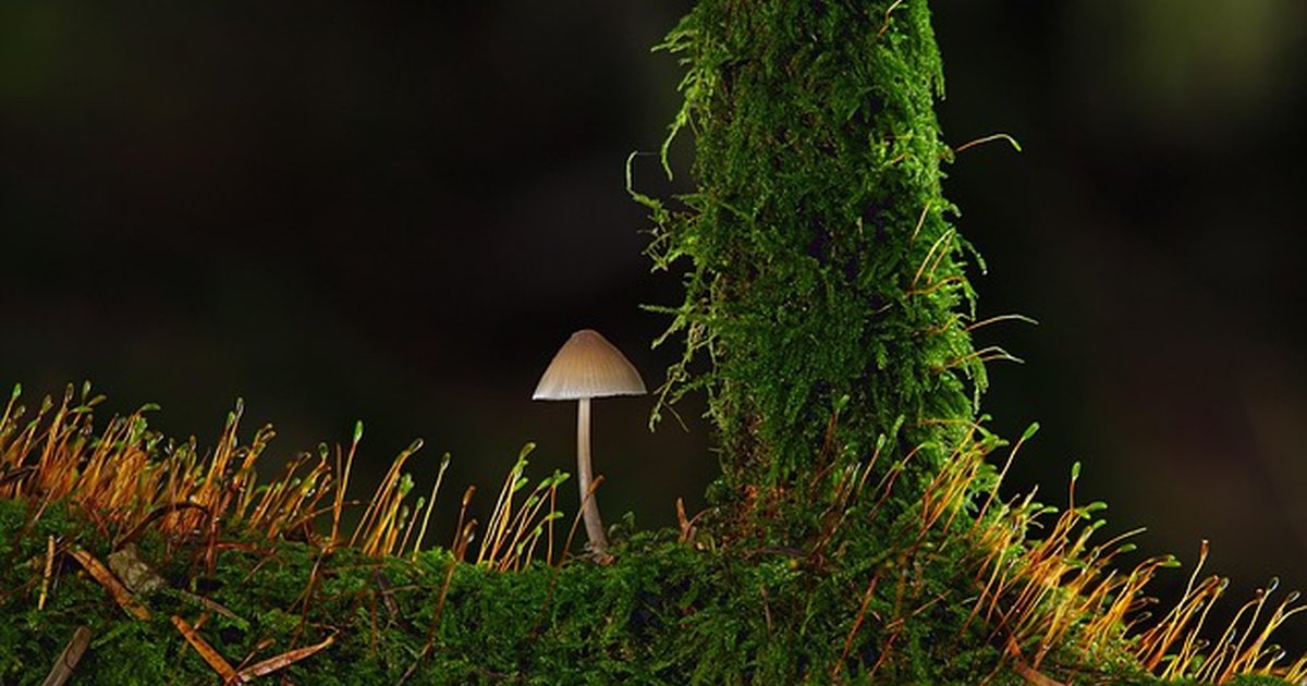 Negociar salida con okupas: modelos y riesgos legales