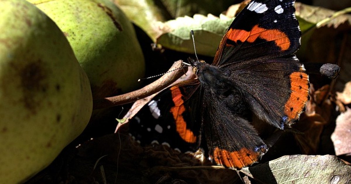 Protocolos coordinación servicios sociales y ONGs — guía