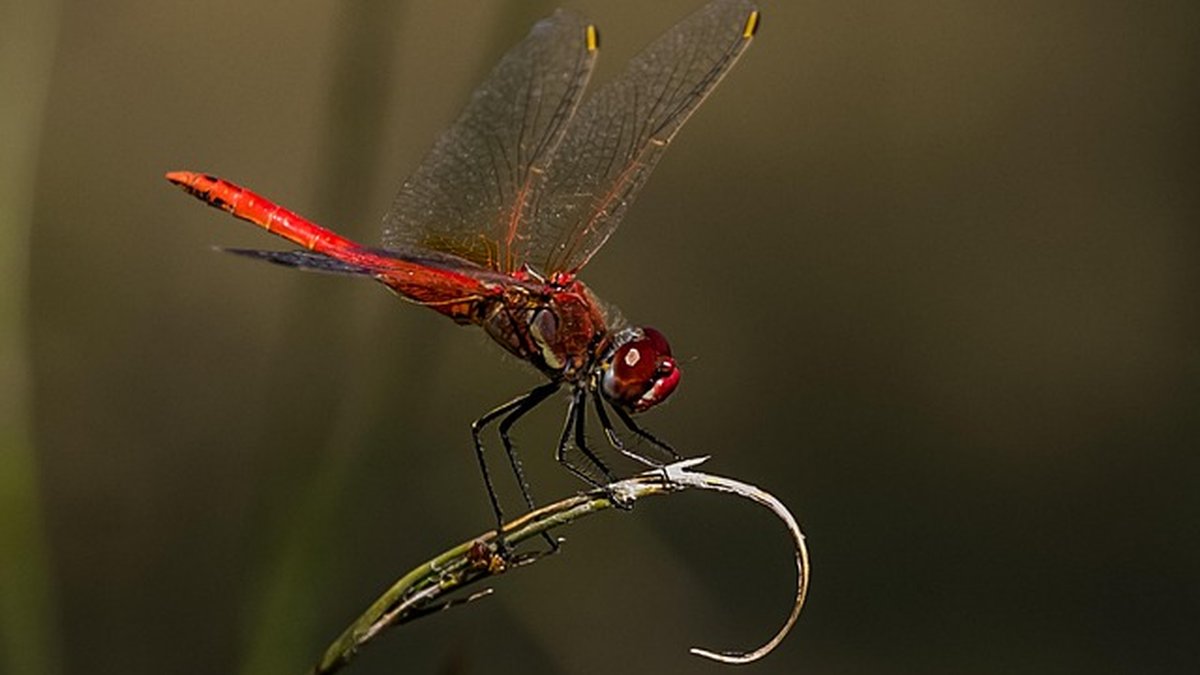 Reclamaciones a la administración por falta de actuación: guía esencial